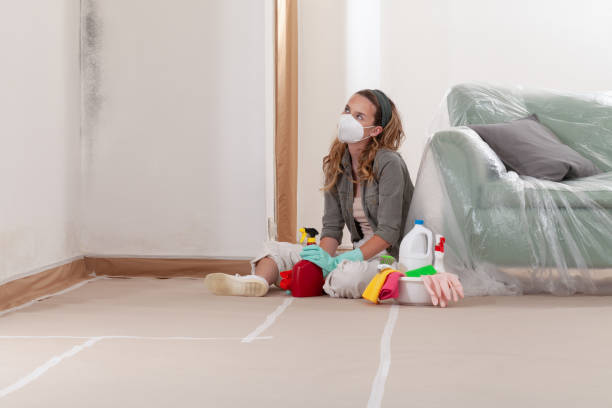 Reliable Basement Mold Remediation contractor in Lakeland, FL by Mold Remediation HQ